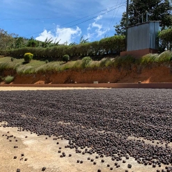 [재입고]코스타리카 볼칸 아술 카투라 내추럴