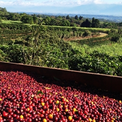 [재입고]코스타리카 볼칸 아술 마르세예사 내추럴
