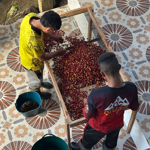 [품절]콜롬비아 엘 디비소 옴블리곤 플로럴 심포니 내추럴