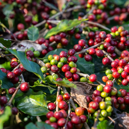 파나마 아시엔다 바바라 로스 브루호스 파카마라 언에어로빅 내추럴