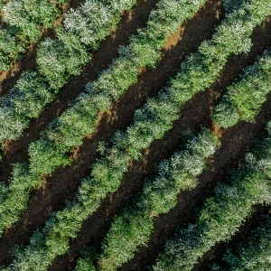[신규입고]파나마 가리도 하이랜드 파넬라 둘세 게이샤 워시드