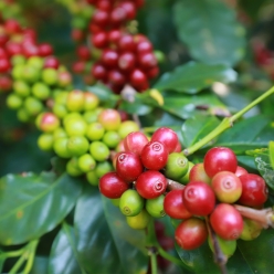 파나마 가리도 하이랜드 파넬라 둘세 게이샤 내추럴