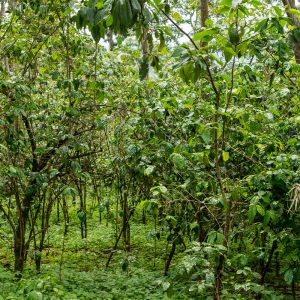 [신규입고]파나마 엘 바하레케 게이샤 워시드