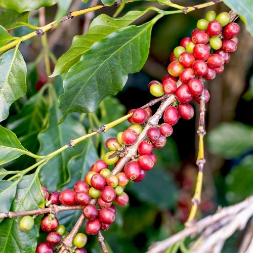 파나마 엘 바하레케 심비오시스 커피 게이샤 언에어로빅 내추럴