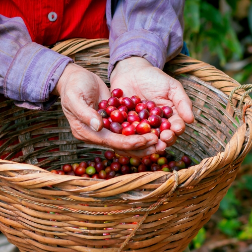 [신규 라인업]니카라과 부에노스 아이레스 마라카투라 워시드