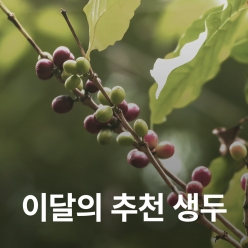 [11월 추천 생두]코스타리카 볼칸 아술 카투라 내추럴