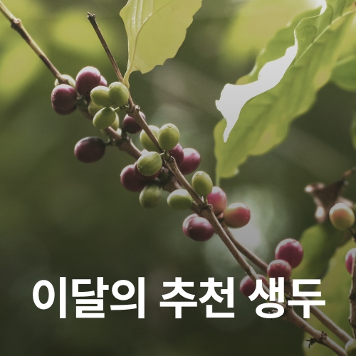 [11월 추천 생두]코스타리카 볼칸 아술 카투라 내추럴