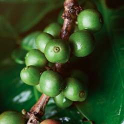 [신규 입고]니카라과 부에노스 아이레스 카투라 내추럴