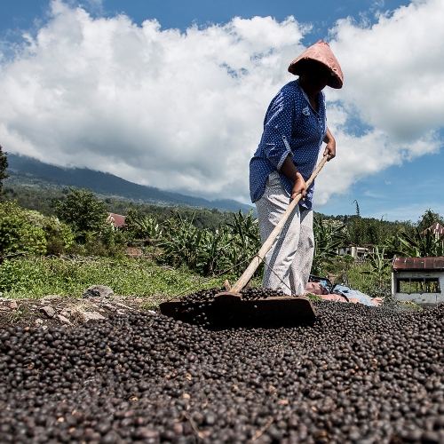 [신규 입고]니카라과 부에노스 아이레스 마라카투라 내추럴