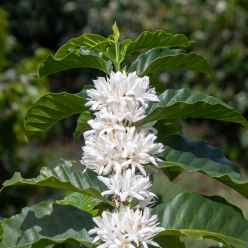 [신규 입고]니카라과 몬테 리바노 카투라 워시드