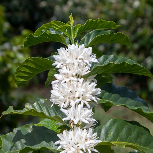 니카라과 몬테 리바노 카투라 워시드