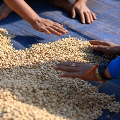 [신규 입고]니카라과 산 살바도르 카투라 워시드