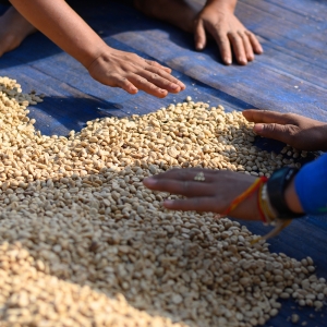 [신규 입고]니카라과 산 살바도르 카투라 워시드