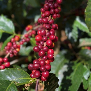 [신규라인업]엘살바도르 말라카라 C 산타 아나 파카마라 내추럴