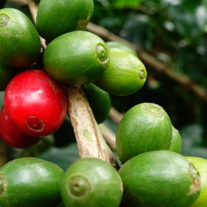 [재입고]엘살바도르 라스 누베스 산 살바도르 레드 버번 워시드