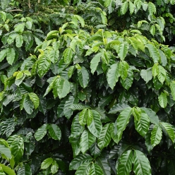 [재입고]엘살바도르 산타 마리아 레드 버번 워시드