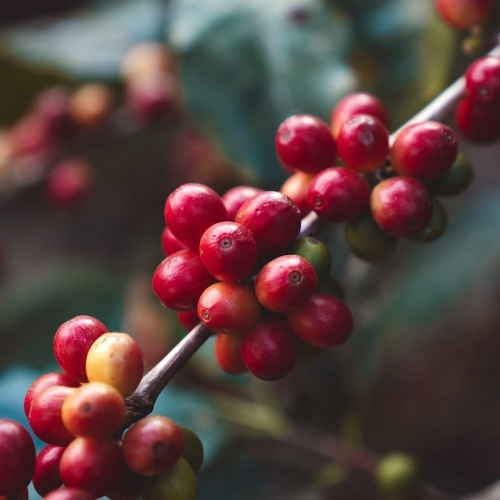 엘살바도르 이사벨 레드 버번 워시드