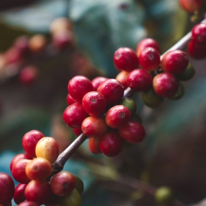 [재입고]엘살바도르 이사벨 레드 버번 워시드