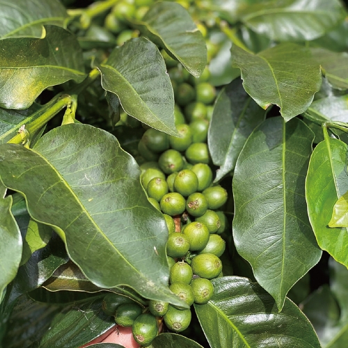 엘살바도르 플란 델 호요 케냐 내추럴