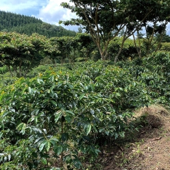 엘살바도르 플란 델 호요 아나카페 14 워시드