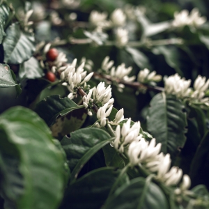 [신규입고]콜롬비아 엘 하르딘 게샤 워시드