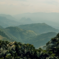 콜롬비아 엘 하르딘 치로소 워시드