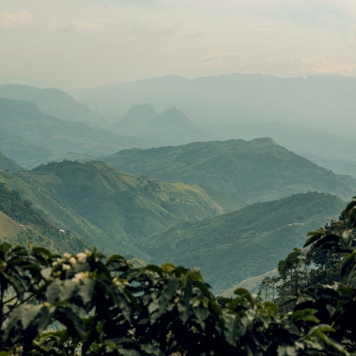 콜롬비아 엘 하르딘 치로소 워시드