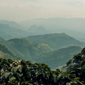 콜롬비아 엘 하르딘 치로소 워시드