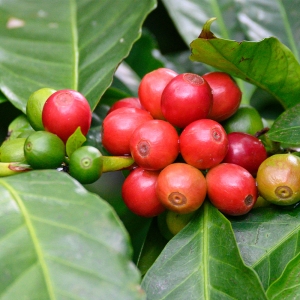 [100g 한정판매]파나마 아이리스 이스테이트 너바나 게이샤 언에어로빅 내추럴