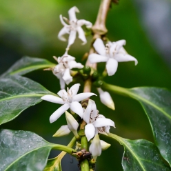 [100g 한정판매]파나마 데보라 에코 게이샤 CM 워시드