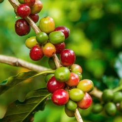 [100g 한정판매]파나마 데보라 호라이즌 게이샤 이스트 이노큘레이티드 하이브리드 워시드