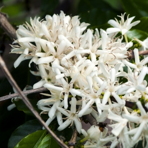 [100g 한정판매]파나마 데보라 떼루아 게이샤클래식 워시드