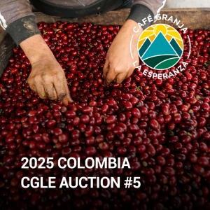 [2025 CGLE Auction #5 ]콜롬비아 스노위 피크 오브 산타 이사벨 세로 아줄 게이샤 내추럴