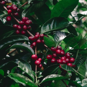 [100g 한정판매]파나마 아부 게이샤 GW-3160 워시드