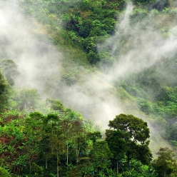 콜롬비아 캄포 에르모소 핑크 버번 내추럴 카보닉 마서레이션