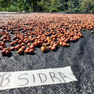 [품절]콜롬비아 캄포 에르모소 버번 시드라 워시드 카보닉 마서레이션