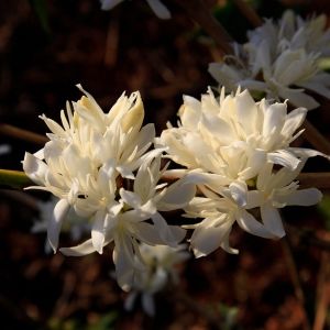 콜롬비아 캄포 에르모소 수단 루메 워시드 카보닉 마서레이션