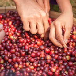 [신규입고]콜롬비아 캄포 에르모소 수단 루메 블랙 허니 모스토 락틱 에니그마 홉스