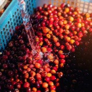 콜롬비아 캄포 에르모소 핑크 버번 내추럴 모스토 리서큘레이티드