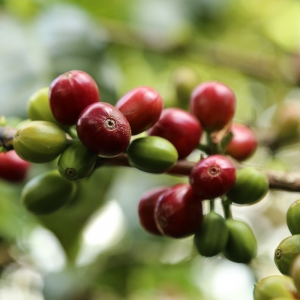 [품절]콜롬비아 캄포 에르모소 버번 시드라 워시드 바이오