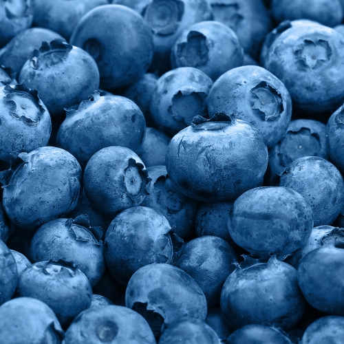 콜롬비아 캄포 에르모소 카투라 허니 블루베리 모스토 CO 퍼먼티드