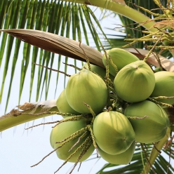 [신규입고]콜롬비아 캄포 에르모소 카투라 허니 코코넛 모스토 CO 퍼먼티드