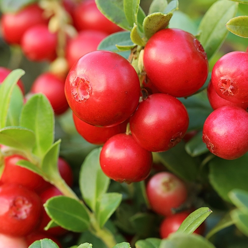 콜롬비아 캄포 에르모소 카투라 허니 크랜베리 후르츠 모스토 CO 퍼먼티드