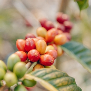 [입고예정]콜롬비아 세로 아줄 게이샤 하이브리드 워시드