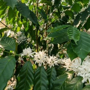 [입고예정]콜롬비아 라 에스페란자 자바 내추럴