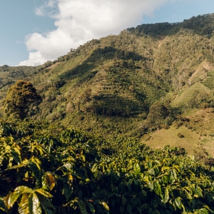 [입고예정]콜롬비아 라스 마가리타스 파카마라 내추럴