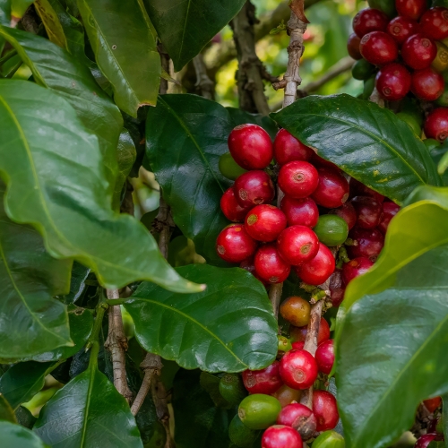 콜롬비아 세로 아줄 게이샤 나폴레옹