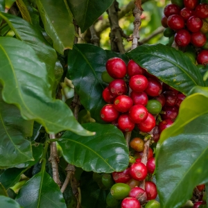 콜롬비아 세로 아줄 게이샤 나폴레옹