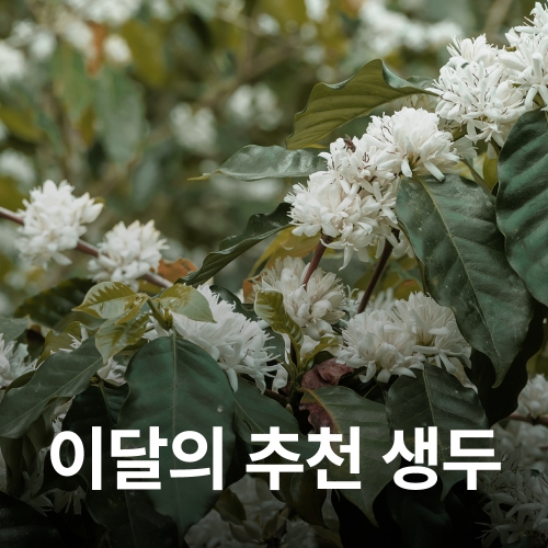 [3월 추천생두]코스타리카 따라주 로스 두퀘스 SHB EP