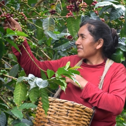 [신규입고]페루 라 리마 게이샤 워시드